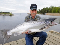 Guide Peter Wiklund mit Lachs.